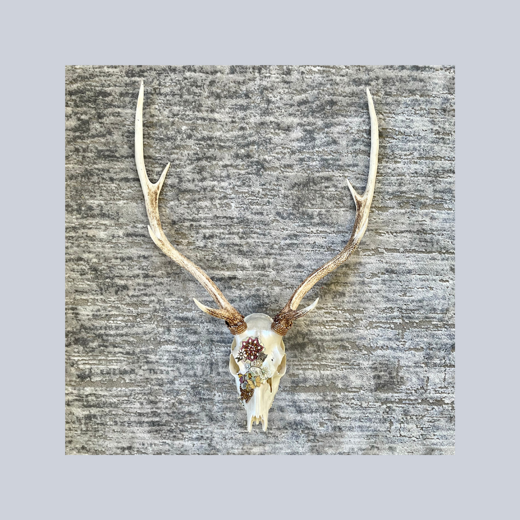 ‘Mariposa’s Delight’ | Adorned Antlers | Lisa Hoskins